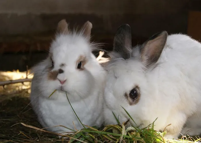 Steinerbauer مزرعة للإقامة