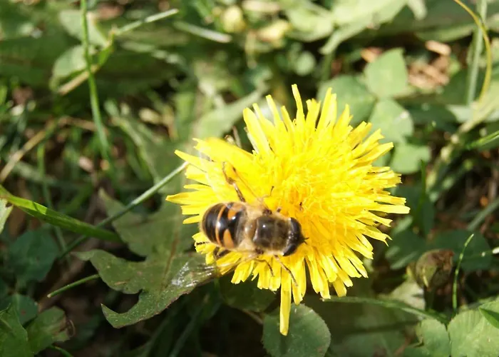 Steinerbauer * فلاخاو